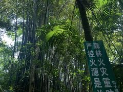 -凤栖山