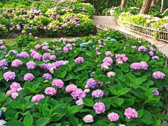 -上海共青森林公园