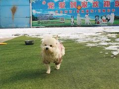-宠物寄养训练学校