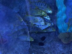 -芜湖新华联大白鲸海洋公园