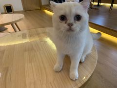 -猫腻·猫咖·撸猫馆(星光大道店)