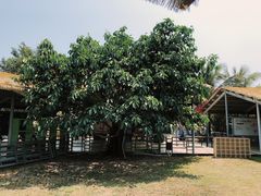 -亚龙湾国际玫瑰谷