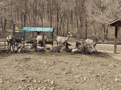 -哈尔滨北方森林动物园