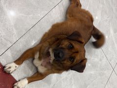 -瑞鹏宠物医院·超声·骨科·奇麟分院(蜀都万达店)