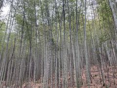 -铁山坪森林公园