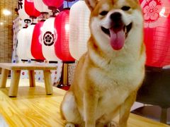 -柴源莊·柴小宠柴犬咖啡