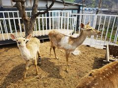 -丽泽山庄·生态怀柔菜·虹鳟鱼(红螺寺店)