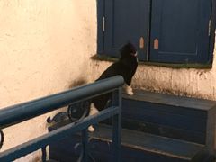 -Sirena海妖日咖夜酒