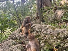 -黔灵山公园