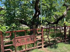 -御林古桑园