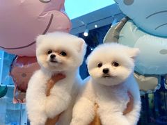 -萌兽医馆·眼科·异宠专科(三里屯店)