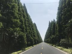 -黄海国家森林公园