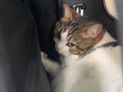 -佳雯宠物医院·皮肤科·内外科(春晓路分院)