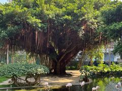 -九龙公园