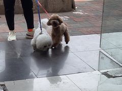 -瑞派福兴宠物医院犬猫全科·骨科·中西医结合(河东店)