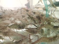 -小乡小镇·传承桐庐土菜·老板亲自烧的菜