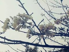 -武汉大学-樱园