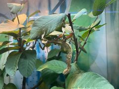 -上海大自然野生昆虫馆(东方明珠·爬宠昆虫探索中心)