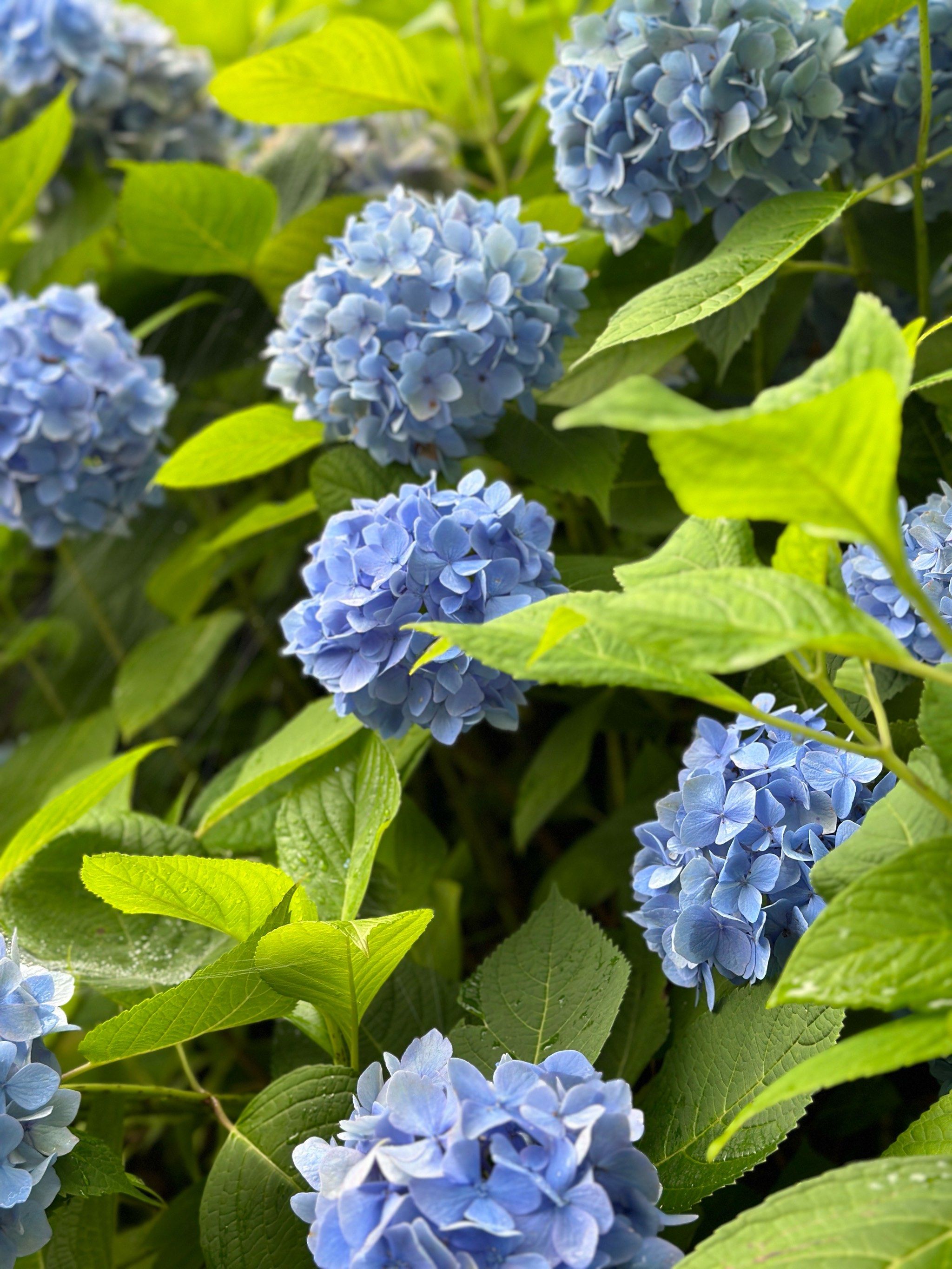 浙江新诚信工程咨询有限公司关于江山市旅行发展有限公司2026年度绿植花卉租借维护办理服务收购项目的非政府收购投标公告