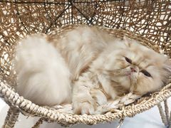 -飞行喵MR PILOT|猫舍·猫咖(静安大融城店)