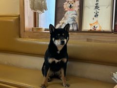 -柴の食堂·日式家庭料理·熊之肆(大学路店)