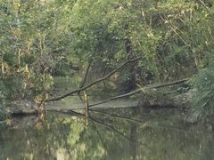 -合肥滨湖国家森林公园