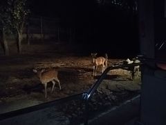 -清迈夜间动物园