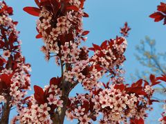 -北京西山国家森林公园