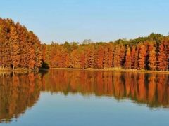 -上海海湾国家森林公园