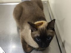 -荣耀金沙动物医院(清江西路店)