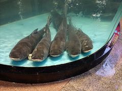 -莞香楼·正宗东莞菜(东升店)