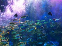 -芜湖新华联大白鲸海洋公园