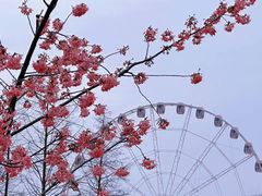 -顾村公园