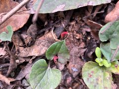 -樱桃山旅游景区