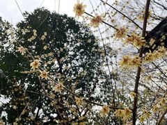-慧因高丽寺
