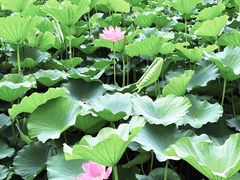 -西安浐灞国家湿地公园