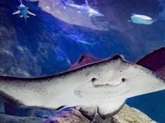 -瑞普利水族馆