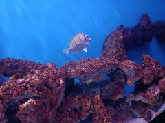 -海合安武汉极地海洋公园