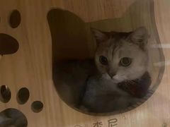 -猫にゃん · 猫的隐藏屋猫咖(麦地旗舰店)