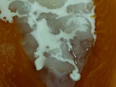 木瓜炖雪蛤-金龙渔港(双楠店)