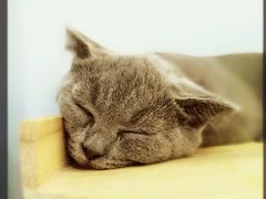 -喵的天空名猫咖啡馆·撸猫·猫舍·用品