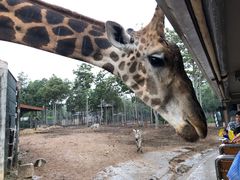 -清迈夜间动物园