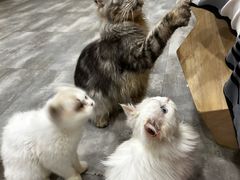 -楼上猫咖(罗湖店)
