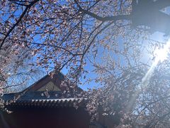 -桃花堤公园