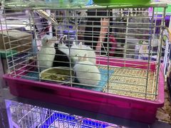 -花鸟鱼虫鲜花绿植市场(玉泉路店)