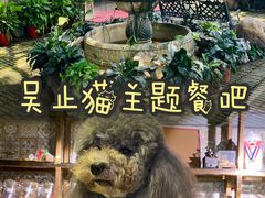 -more than meow吴止猫主题餐厅(承德 中船汇店)
