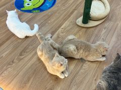 -COLOR PETS 撸猫馆·购猫·猫咖(长风大悦城店)