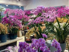 -双季花艺园艺市场(浦东店)