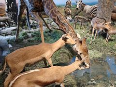 -国家自然博物馆