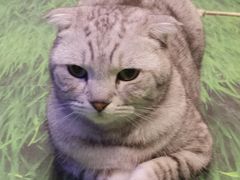 -三花喵·撸猫购宠·宠物生活馆(虹桥南丰城店)